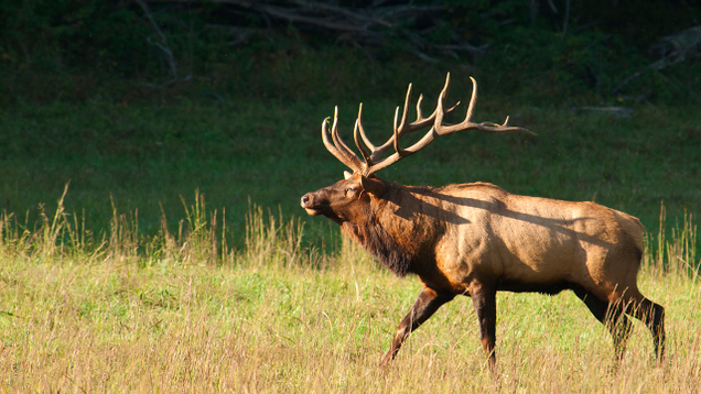 Illustration for article titled 7 Ways A Single Riled-Up Elk Could Completely Reshape This Election Before November